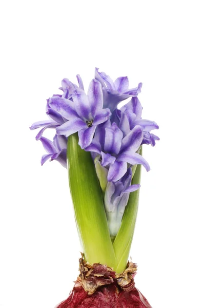 Purple hyacinth flowers — Stock Photo, Image