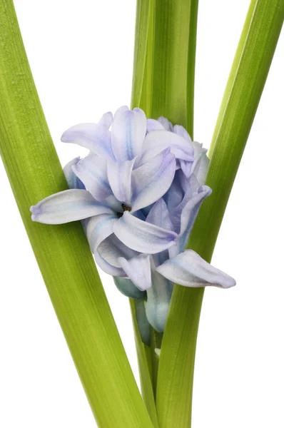 Hyacinth flower closeup — Stock Photo, Image