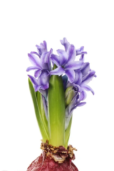 Fleurs de jacinthe pourpre — Photo