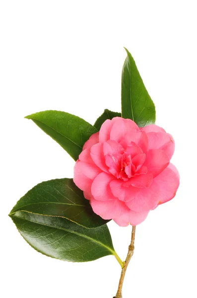 Red camellia flower — Stock Photo, Image