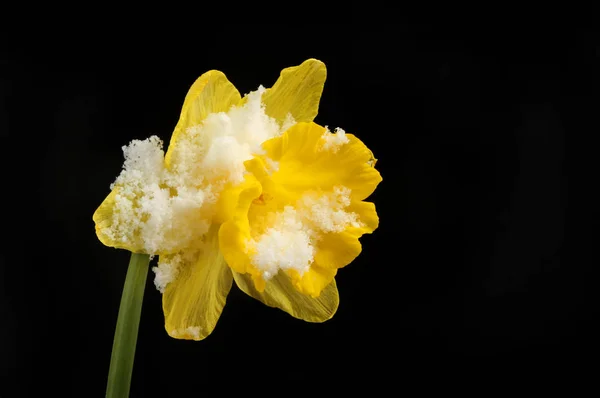 Snö dammat daffodil — Stockfoto