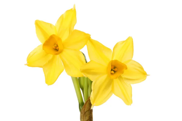 Narcissus flowers closeup — Stock Photo, Image