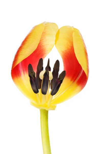 Section d'une fleur de tulipe — Photo