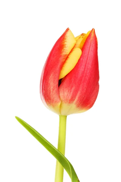 Tulip flower and leaf closeup — Stock Photo, Image