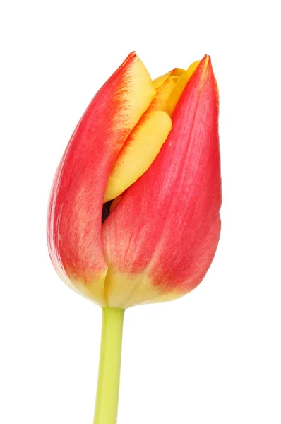 Red and yellow tulip Royalty Free Stock Images