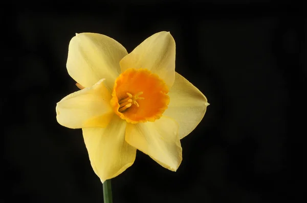 Yellow daffodil against black — Stock Photo, Image