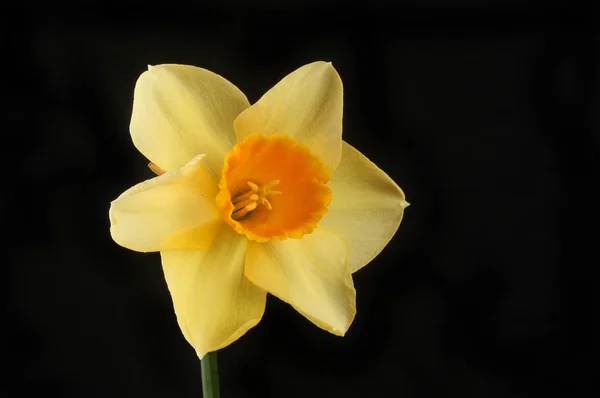 Amarelo narciso contra preto — Fotografia de Stock