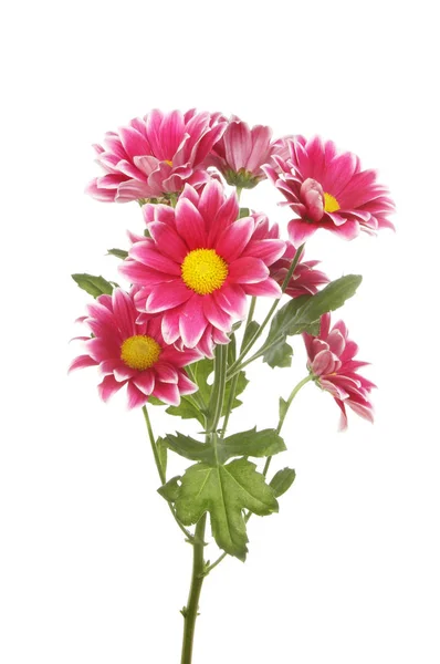 Chrysanthemum flowers and foliage — Stock Photo, Image