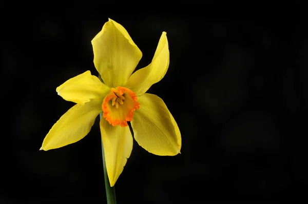 Daffodil mot svart — Stockfoto