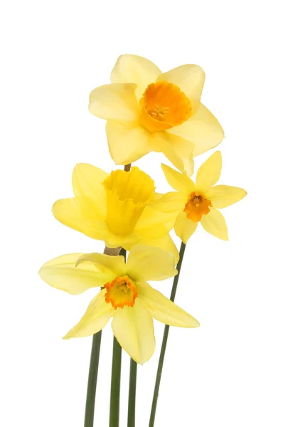 Arranjo de flores de daffodil — Fotografia de Stock