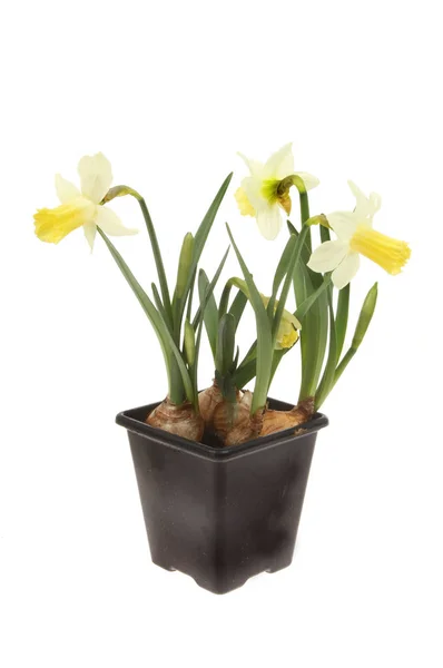 Flowering daffodil bulbs — Stock Photo, Image