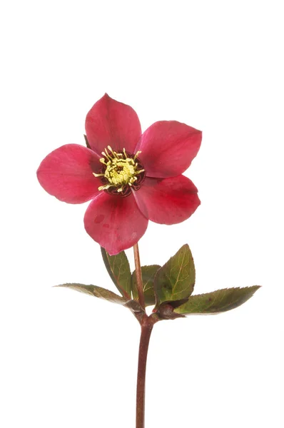 Hellebore Blume und Laub — Stockfoto