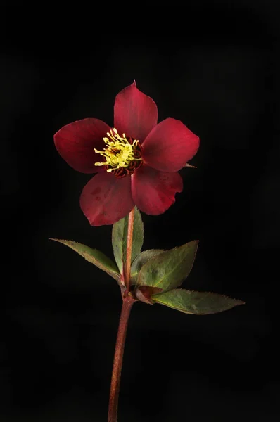 Hellebore Blume gegen Schwarz — Stockfoto