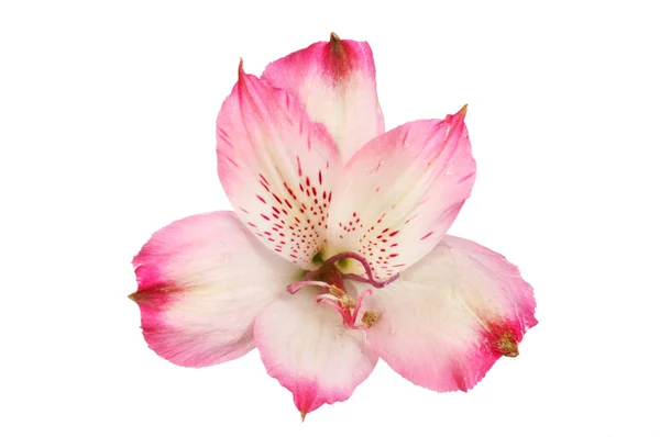 Bíbor alstroemeria virág — Stock Fotó