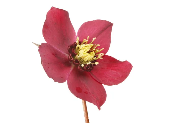 Одноцветковый бурый цветок — стоковое фото