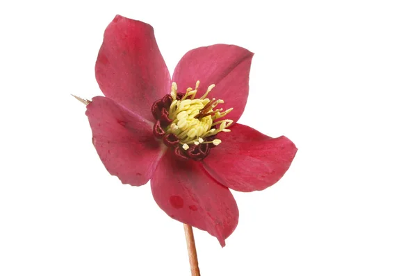 Sola flor del hellebore — Foto de Stock