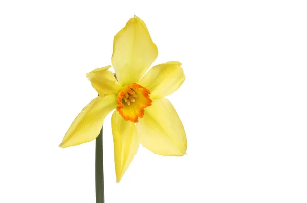 Pět rožmberskou Narcis — Stock fotografie