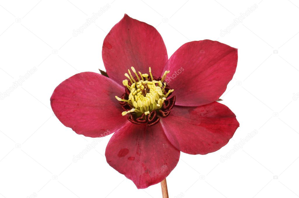 Hellebore flower closeup