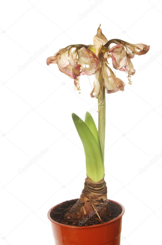 Spent amaryllis flower