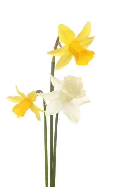 Three miniature daffodils — Stock Photo, Image