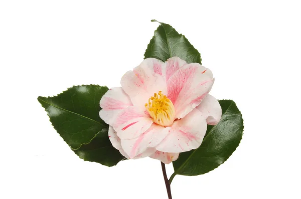 Bonte camellia bloem — Stockfoto