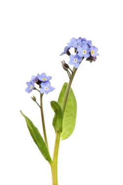 Unutma çiçekler ve yapraklar beyaz karşı izole