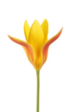 Beyaz karşı izole tek sarı ve kırmızı lale çiçek