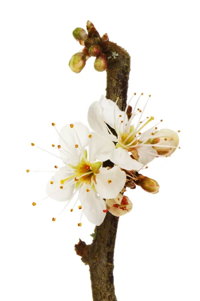 Sleedoorn Prunus Spinosa Bloemen Knoppen Geïsoleerd Tegen Wit — Stockfoto