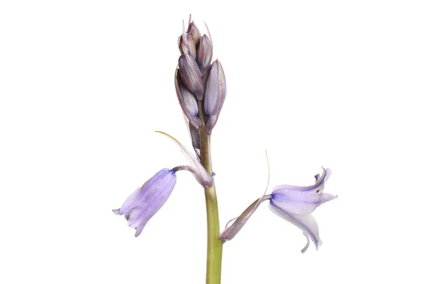 Flores Bluebell Capullo Aislado Contra Blanco — Foto de Stock