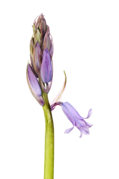 Bluebell Hyacinthoides Non Scripta Botões Flores Isolados Contra Branco — Fotografia de Stock