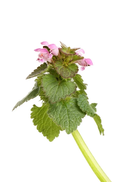 红死荨麻 Lamium 花和叶子对白色隔离 — 图库照片