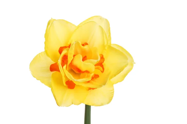Yellow Orange Double Daffodil Flower Isolated White — Stock Photo, Image