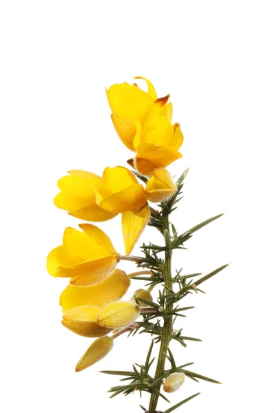 Gorse Fleurs Feuillage Épineux Isolé Contre Blanc — Photo