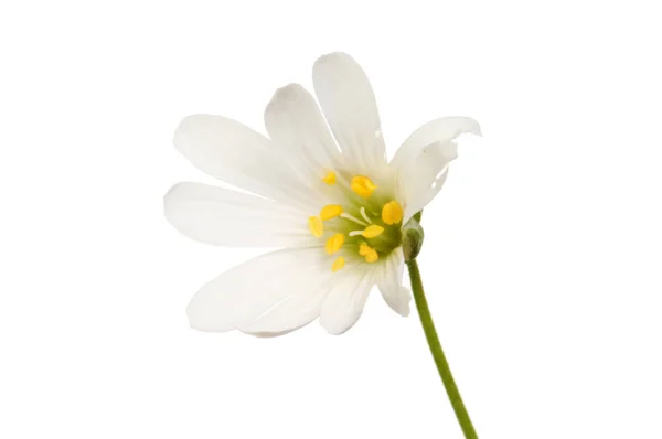 Большой Листоед Stellaria Holostea Полевой Цветок Изолирован Белого — стоковое фото
