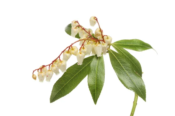 Pieris Japonica Andromeda Giapponese Fiori Fogliame Isolati Contro Bianco — Foto Stock