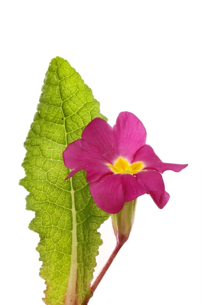 Purple Primrose Flower Leaf Isolated White — Stock Photo, Image