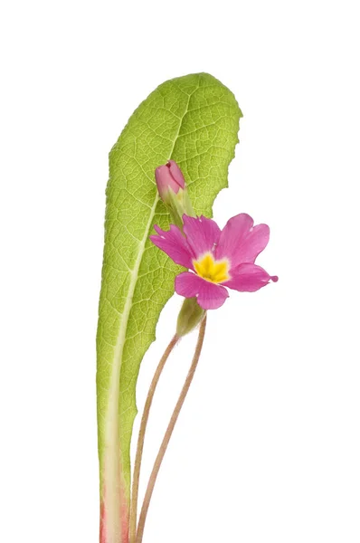 Purple Primrose Flower Leaf Bud Isolated White — Stock Photo, Image