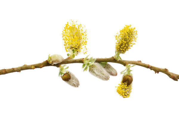 Pussy willow flowers and buds isolated against white