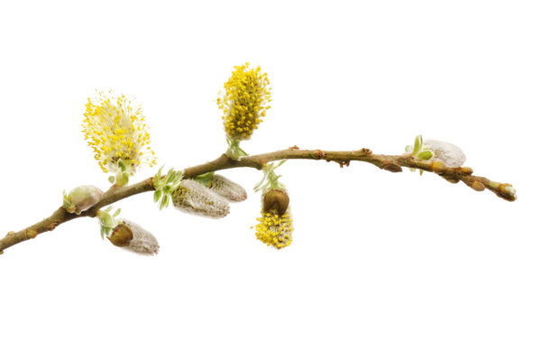 Pussy willow flowers and buds isolated against white