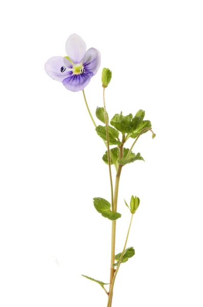 Germander speedwell flower and foliage — Stock Photo, Image