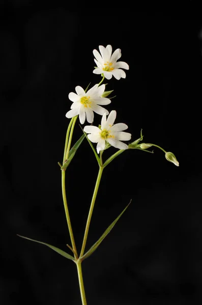 Більші квіти наклейки проти чорного — стокове фото