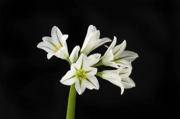 Dreieckige Lauch-Blüten gegen schwarz — Stockfoto