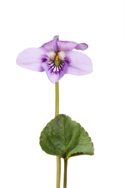 Viola flor y hoja — Foto de Stock