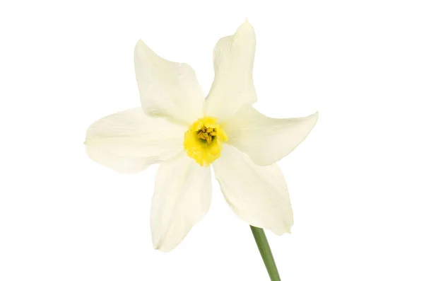 Flor de narciso blanco — Foto de Stock