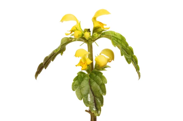 Yellow archangel plant — Stock Photo, Image