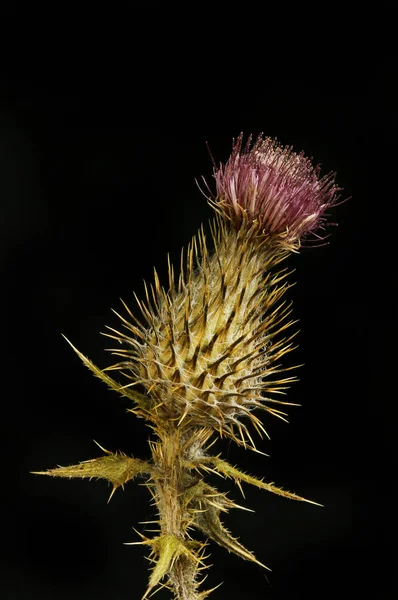Dried thistle against black — Stock Photo, Image
