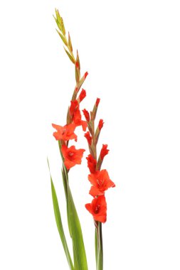 Kırmızı gladioli çiçekleri