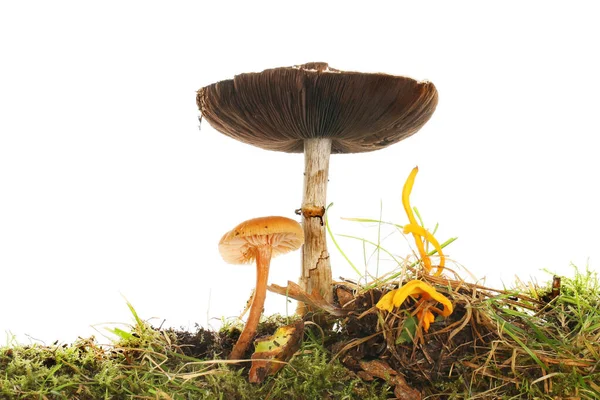 Funghi in erba — Foto Stock