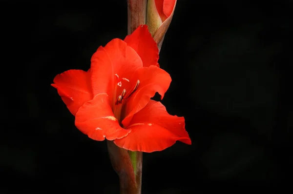 Gladioli against black — Stock Photo, Image