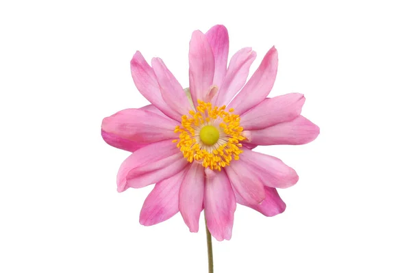 Pink Japanese anemone flower — Stock Photo, Image